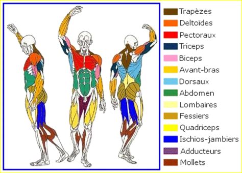 myulsclms|liste des muscles du corps humain.